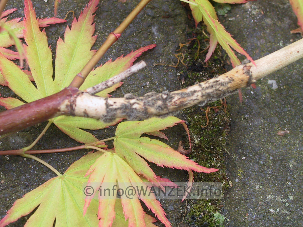 Acer palmatum Orange Dream - Pilzkrankheit Verticillium 02.JPG